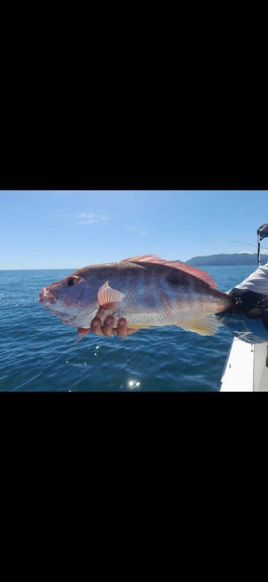 Experienced fishing captain and guide in Costa Rica