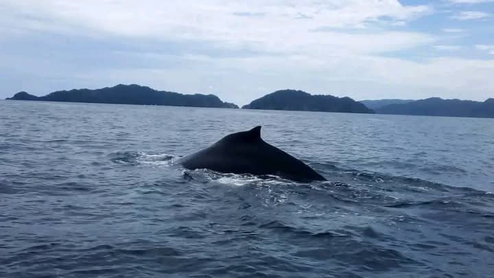 Sport fishing catch on a charter boat in Costa Rica