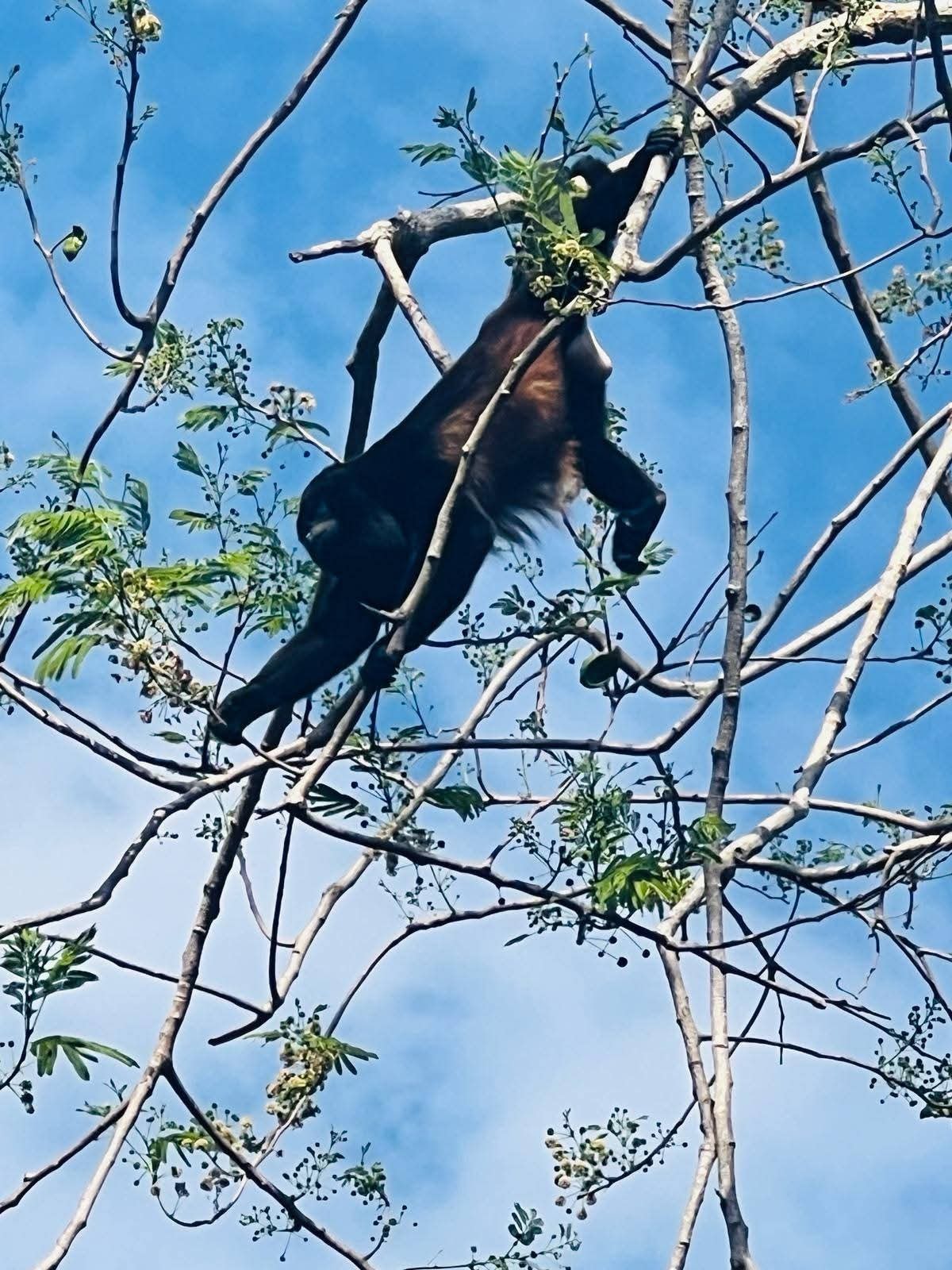 Spider monkey in the jungle canopy of Costa Rica