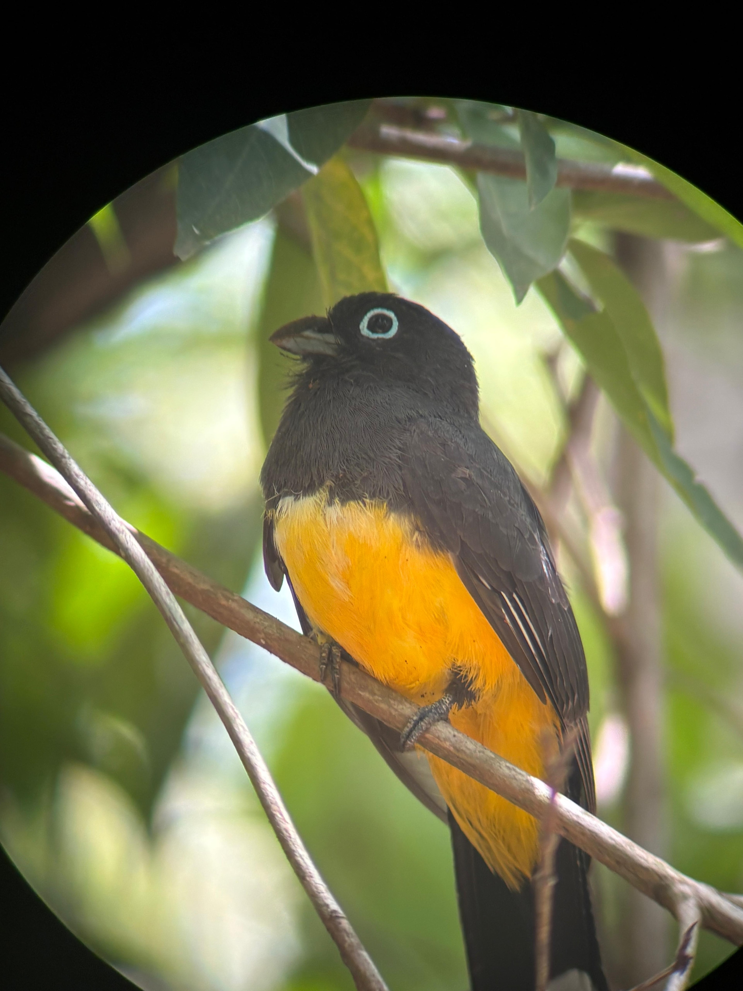 Colorful trogon bird perched on a branch in Costa Rica