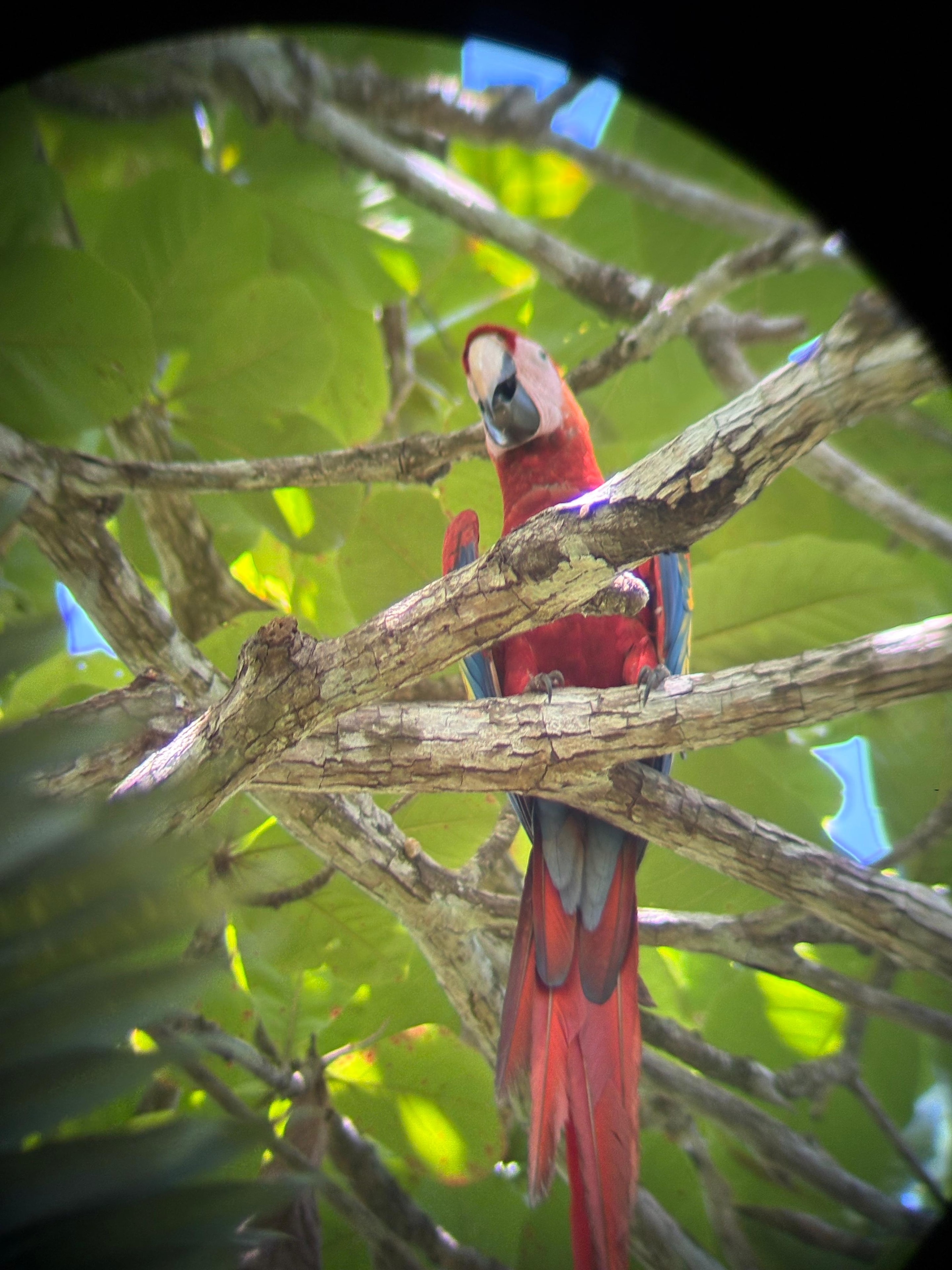 Scarlet macaw in the rainforest of Costa Rica