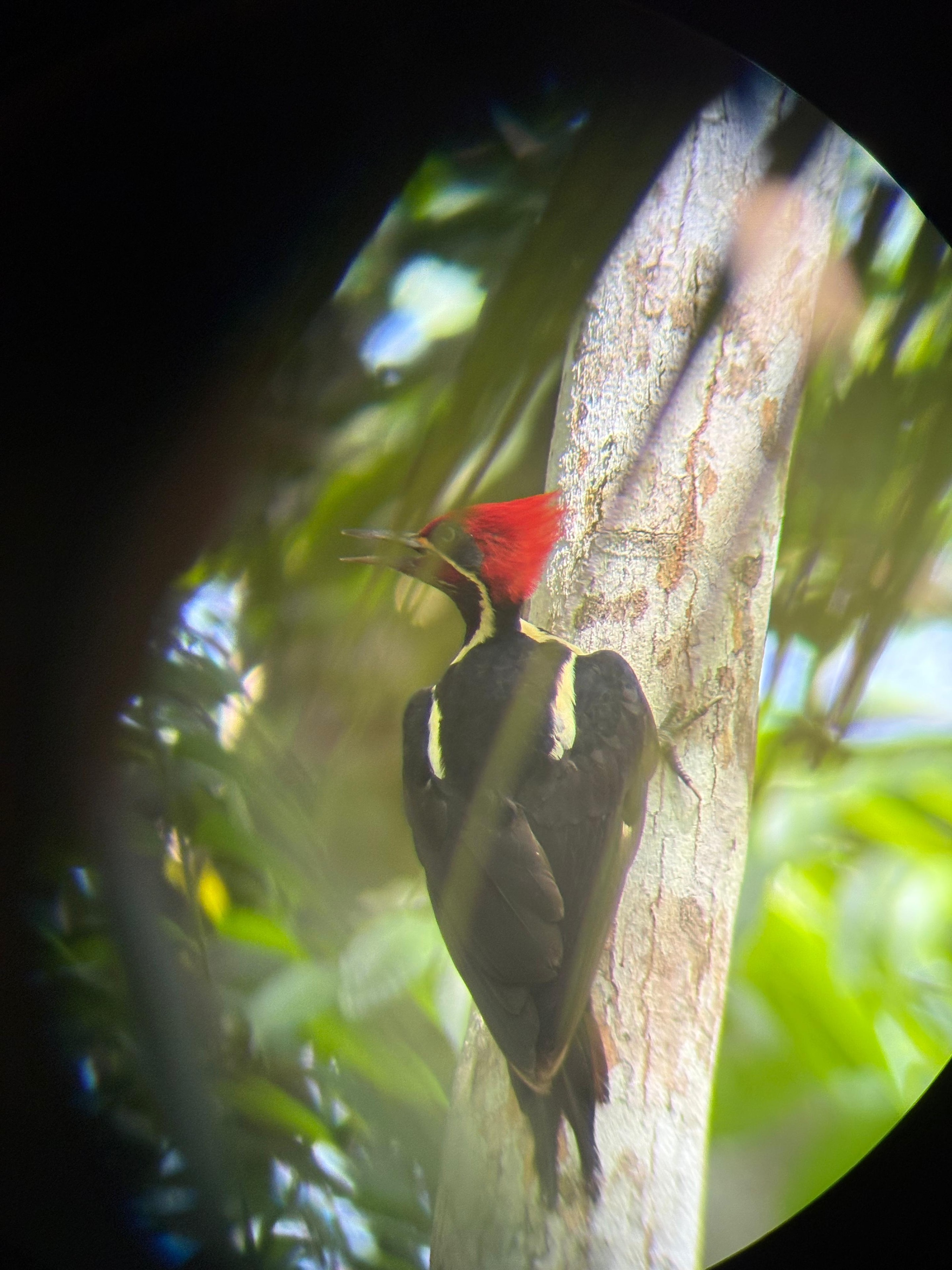 Pale-billed woodpecker on a tree trunk in Costa Rica