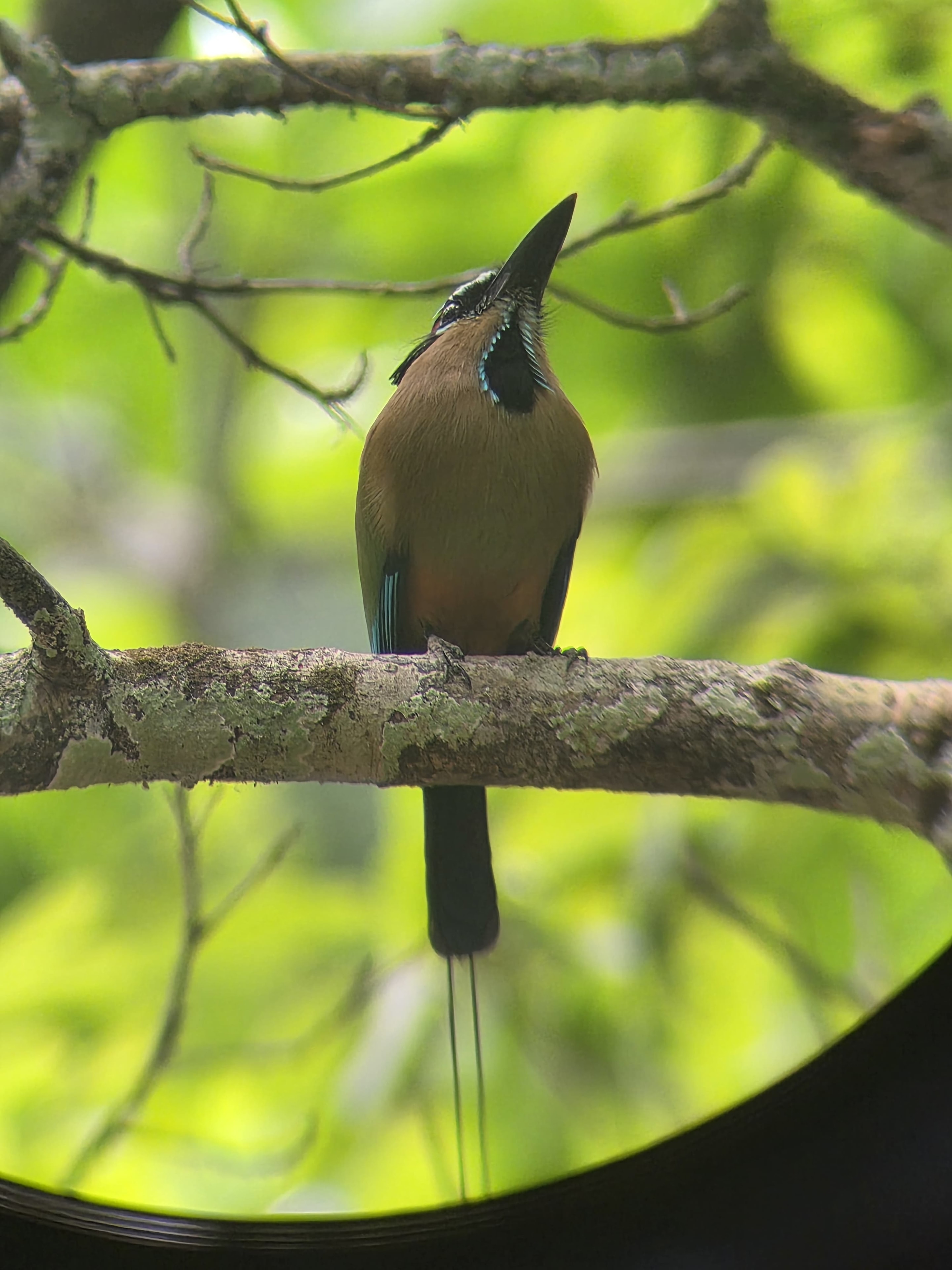 Blue-crowned motmot bird perched on a branch