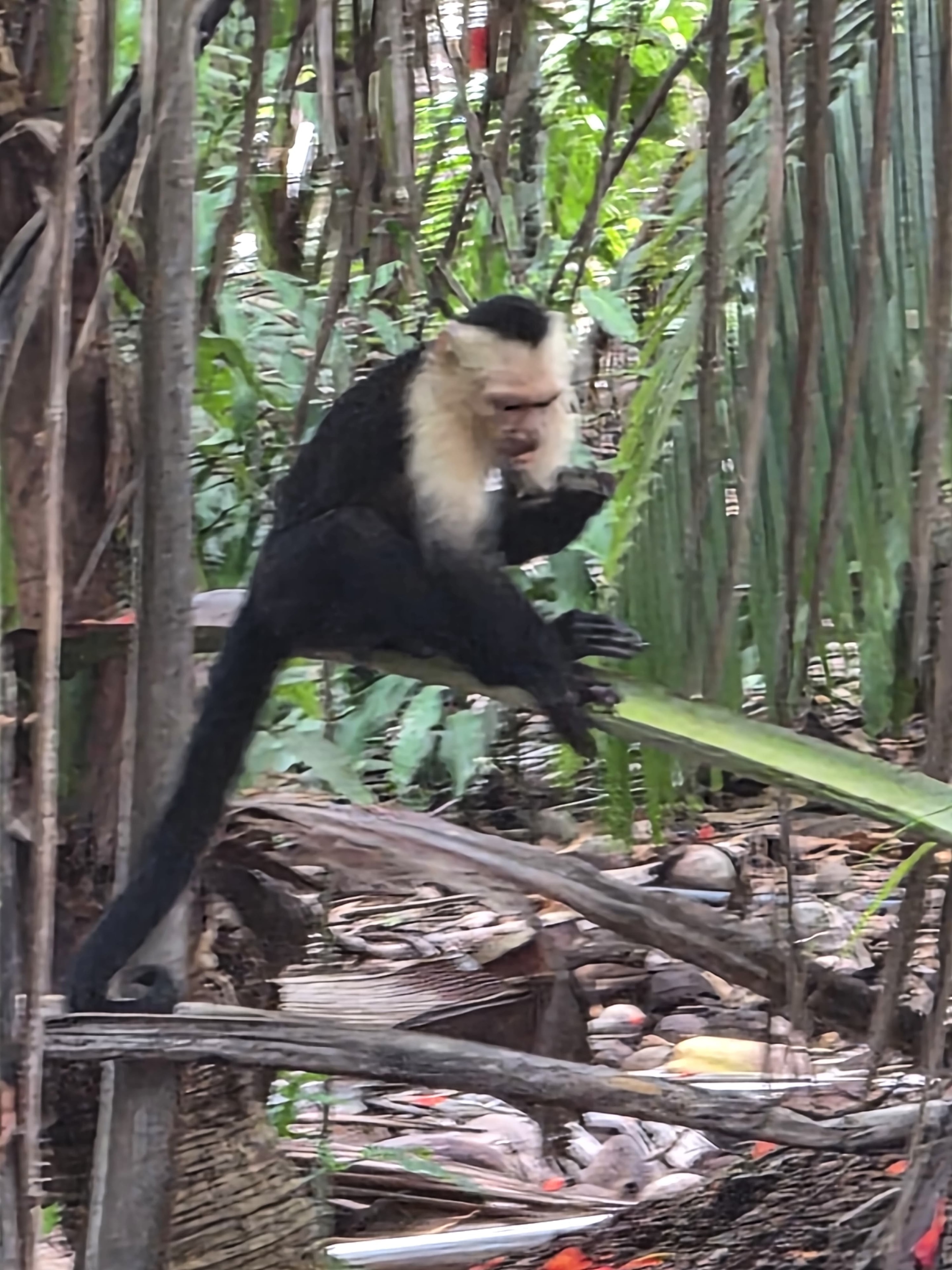 White-faced capuchin monkey in the Costa Rica jungle
