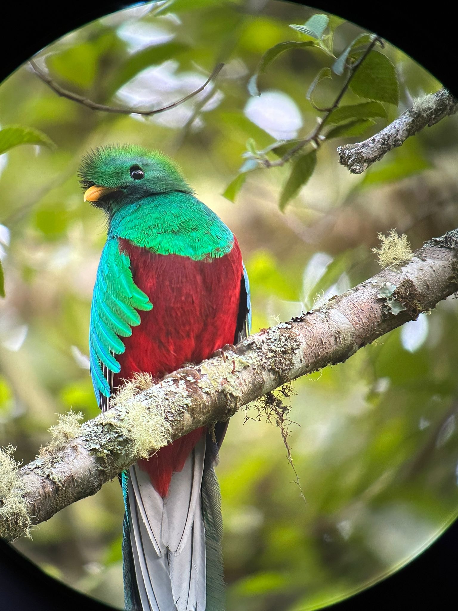 Resplendent quetzal bird in the cloud forest of Costa Rica