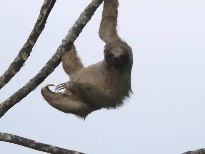 Three-toed sloth hanging from a tree in Costa Rica