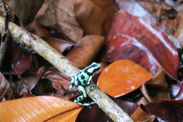 Green and black poison dart frog on the forest floor