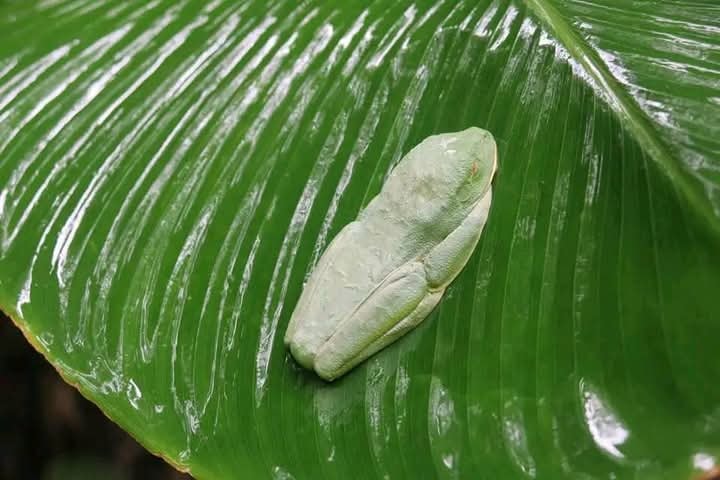 Glass frog resting on a tropical leaf in Costa Rica