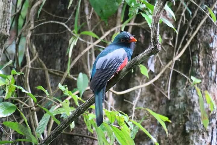 Trogon bird perched on a branch in the Costa Rica rainforest