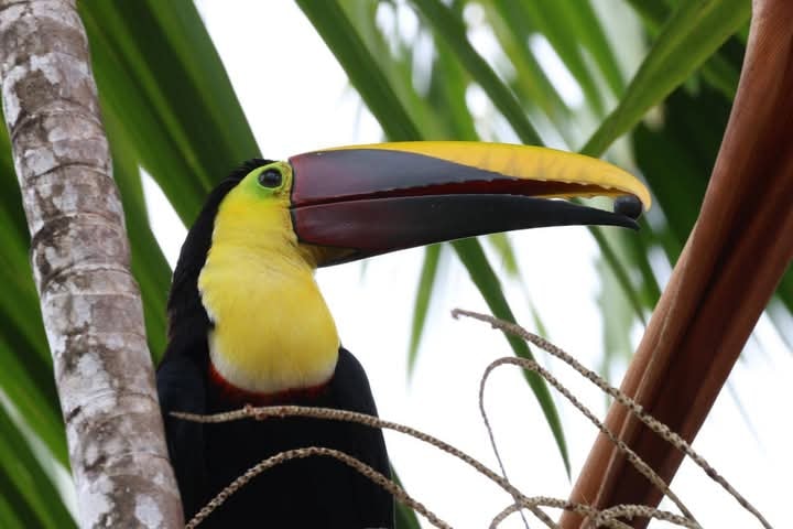 Chestnut-mandibled toucan perched on a palm tree in Costa Rica