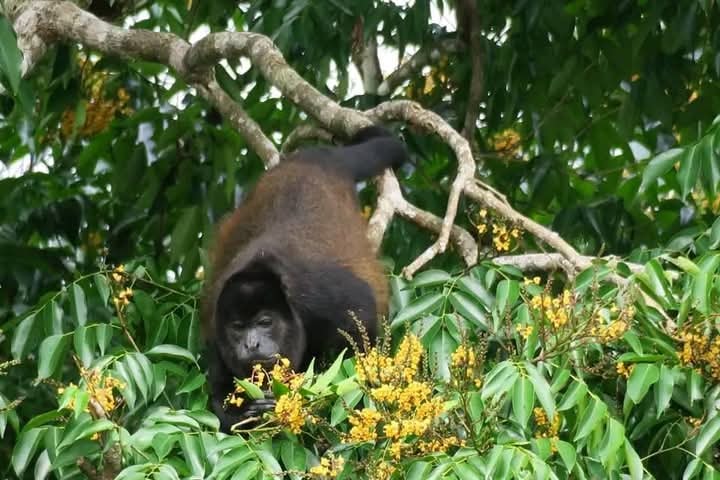 Howler monkey feeding on yellow flowers in the jungle canopy