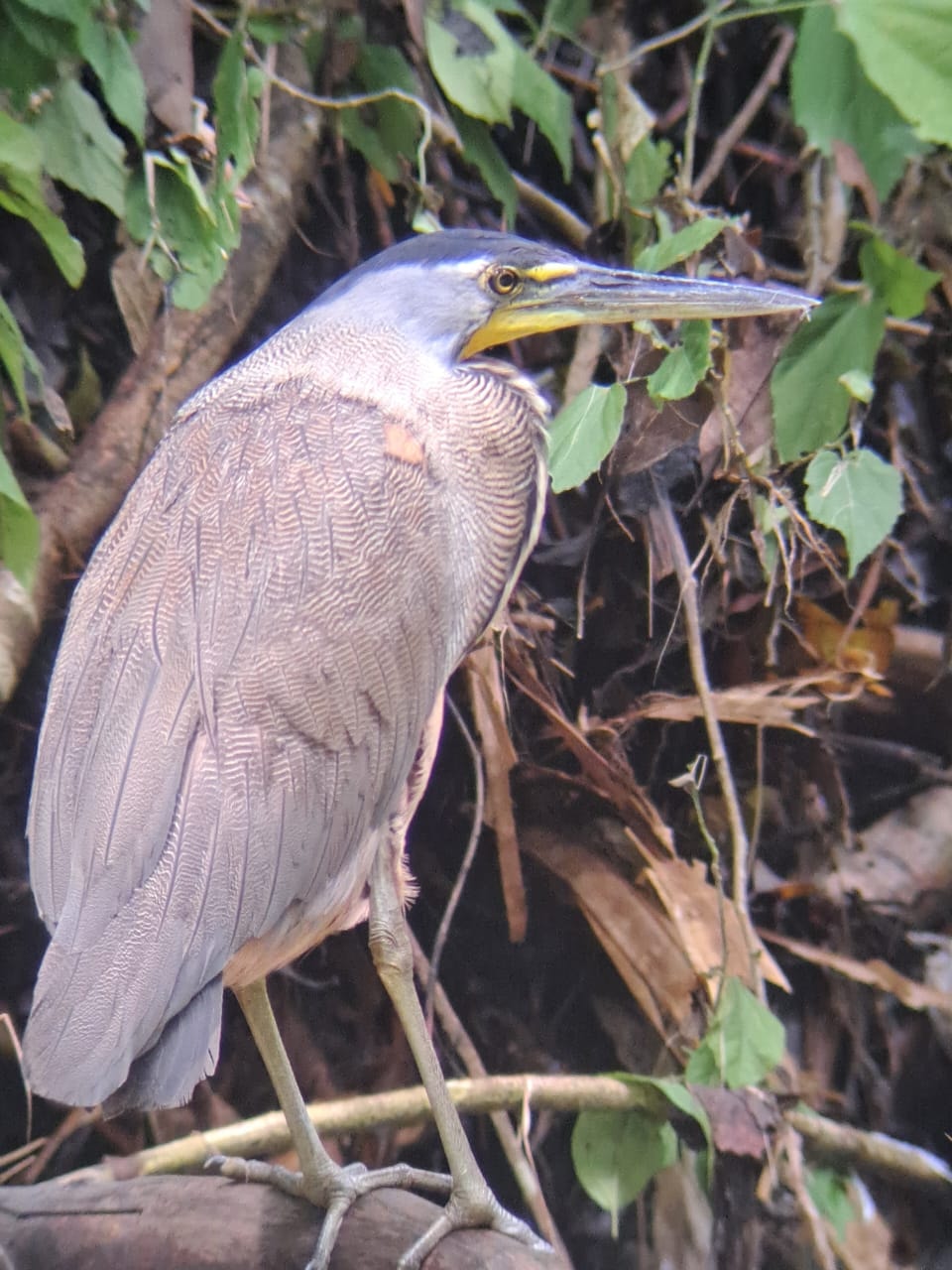 Bare-throated tiger heron perched in the mangroves of Costa Rica