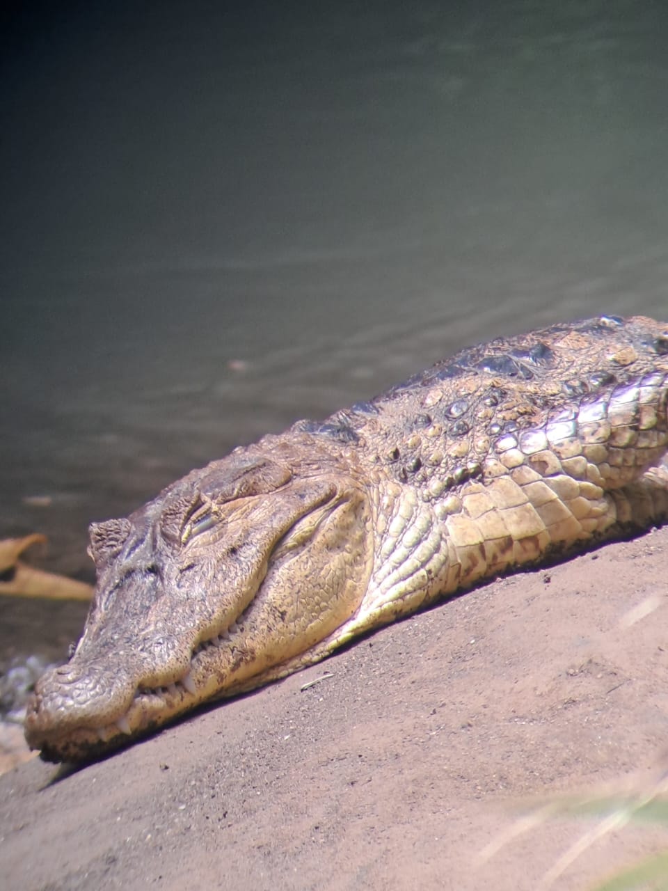 American crocodile resting on the riverbank in Costa Rica
