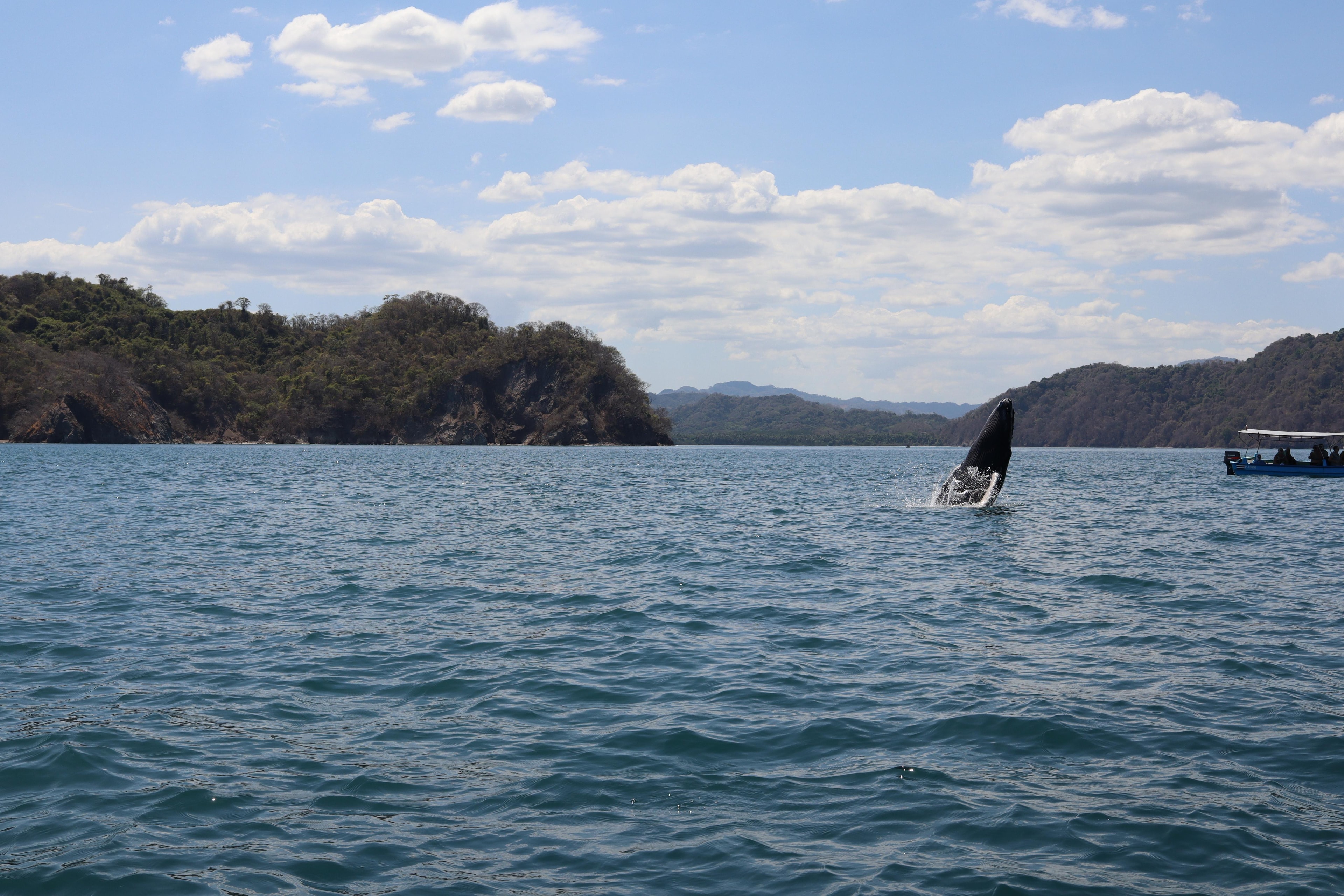 Whale & Dolphin Watching